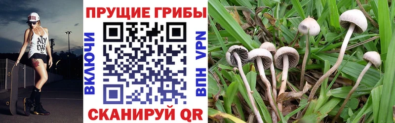 МЕГА как войти  купить наркотики сайты  Зарайск  Галлюциногенные грибы прущие грибы 